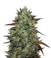 Eleven Roses (Delicious Seeds)