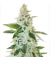 Larry’s Lemon OG (Garden of Green)