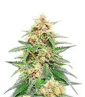 Orange Buddy Auto (Herbies Seeds)