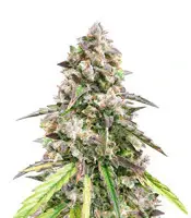 Fruit Punch Auto (Heavyweight Seeds)