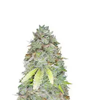 Z Glue (Expert Seeds)