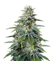 Chocolate Heaven (G13 Labs)