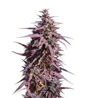 Thai Chi (Ace Seeds)